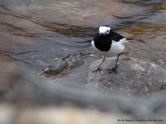 Motacilla alba alboides
