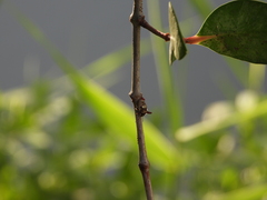 Alcimocoris coronatus