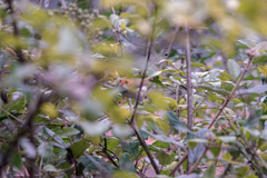 Abroscopus albogularis