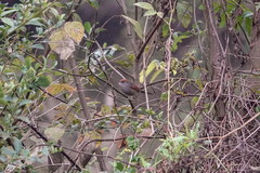 Sinosuthora alphonsiana