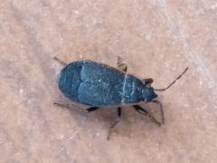 Pyrrhocoris marginatus
