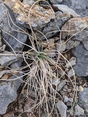 Asphodeline