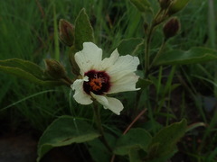 Hibiscus saxatilis
