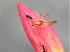 Ragwelellus rubrinus