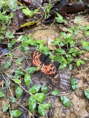 Acraea zetes