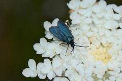 Turneriprocris dolens