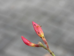 Ragwelellus rubrinus