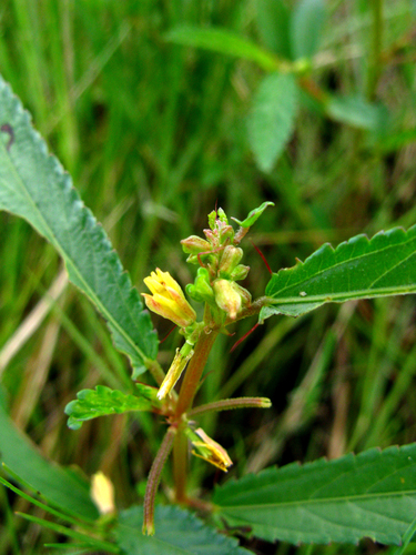 Corchorus tridens image