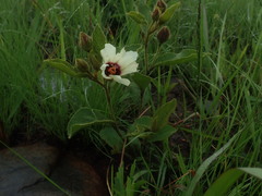 Hibiscus saxatilis