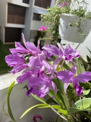 Guarianthe