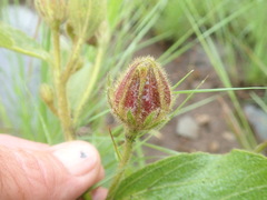 Hibiscus saxatilis