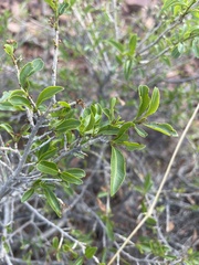 Ochna pretoriensis