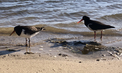 Haematopus longirostris