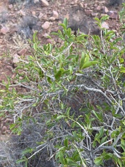 Ochna pretoriensis