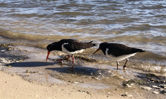 Haematopus longirostris