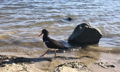 Haematopus longirostris
