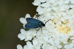 Turneriprocris dolens