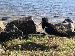 Haematopus longirostris