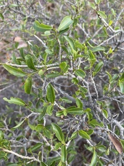 Ochna pretoriensis