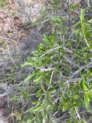Ochna pretoriensis
