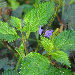 Stachytarpheta urticifolia