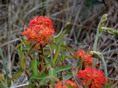 Euphorbia griffithii
