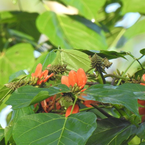 Erythrina subumbrans observed 2021-11-23