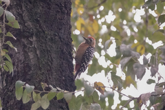 Dendrocopos hyperythrus