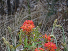 Euphorbia griffithii