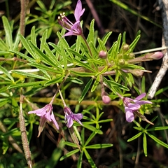 Cleome rubella