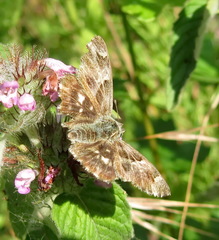 Muschampia orientalis