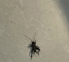 Svercacheta siamensis