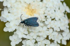 Turneriprocris dolens