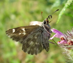 Muschampia orientalis