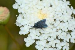 Turneriprocris dolens