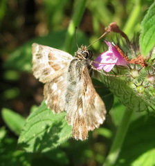 Muschampia orientalis