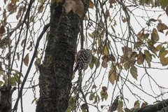 Dendrocopos hyperythrus