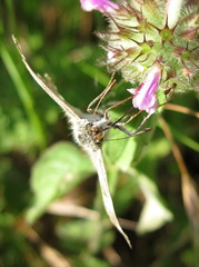 Muschampia orientalis