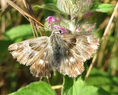 Muschampia orientalis