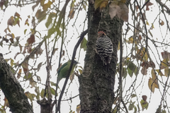 Dendrocopos hyperythrus