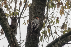 Dendrocopos hyperythrus