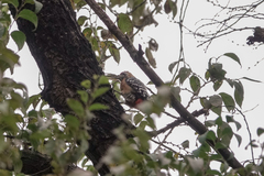 Dendrocopos hyperythrus