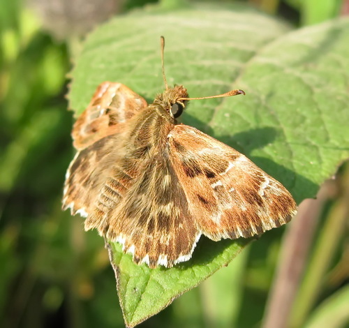 Mallow Skipper