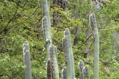 Espostoa utcubambensis
