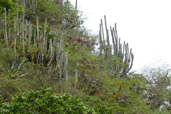Espostoa utcubambensis