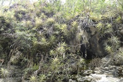 Tillandsia cauligera