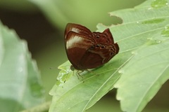 Abisara saturata