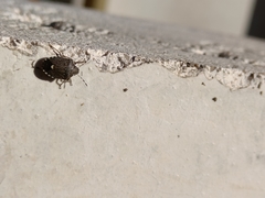 Holcostethus albipes