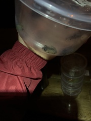 Dendropsophus parviceps