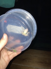 Dendropsophus parviceps